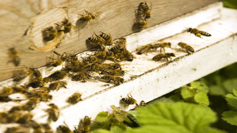 Getting Rid Of A Honey Bee Swarm in Reynoldsburg