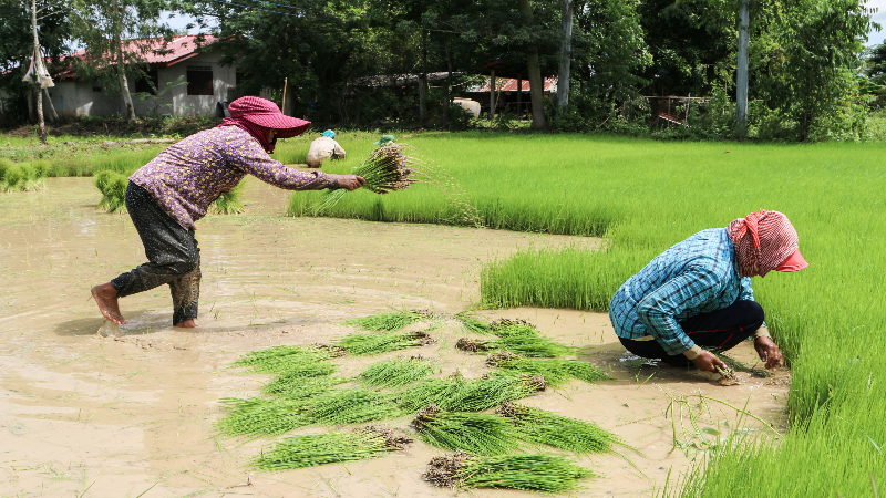 The Right Combination of Farm Chemicals in Avon, IN Helps You Produce Better Crops