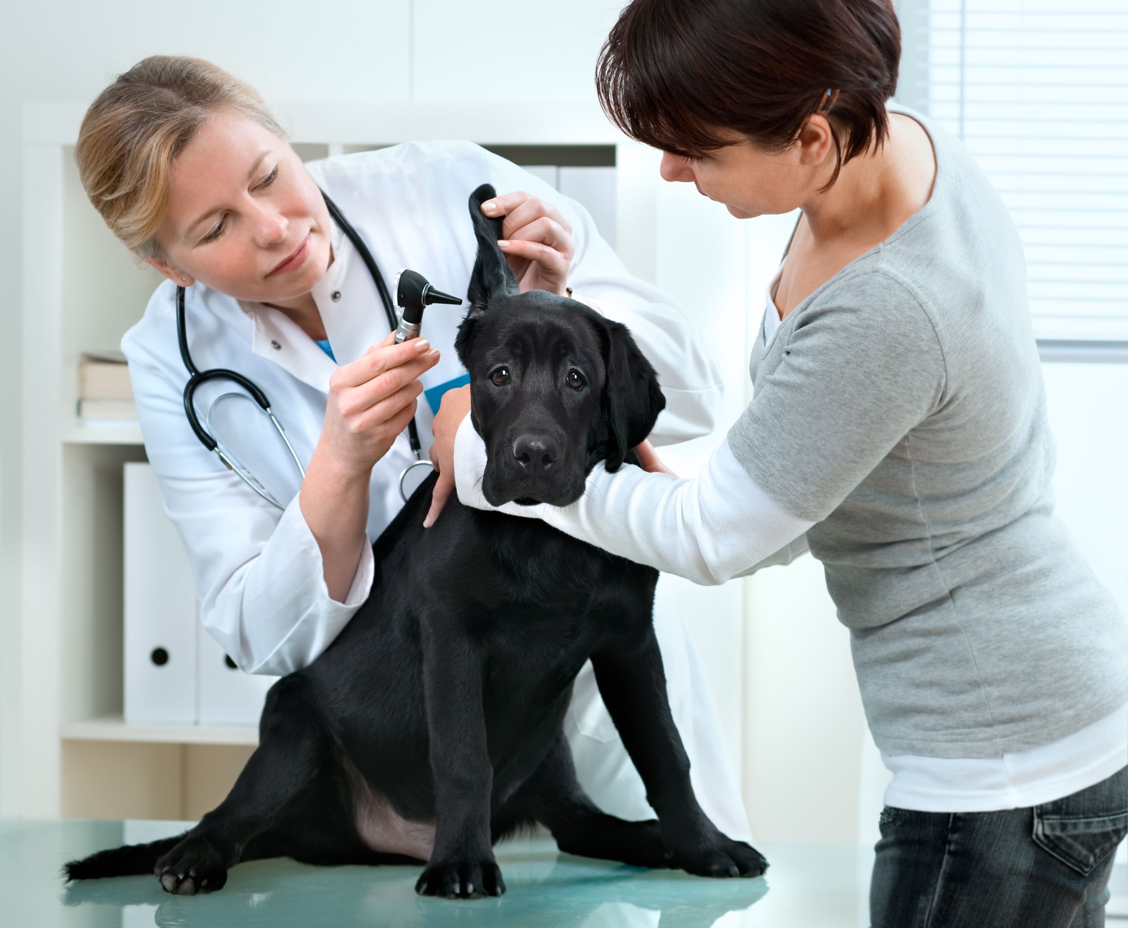 Services Offered at Vet Clinic Bridgeport to Keep Your Pet Healthy