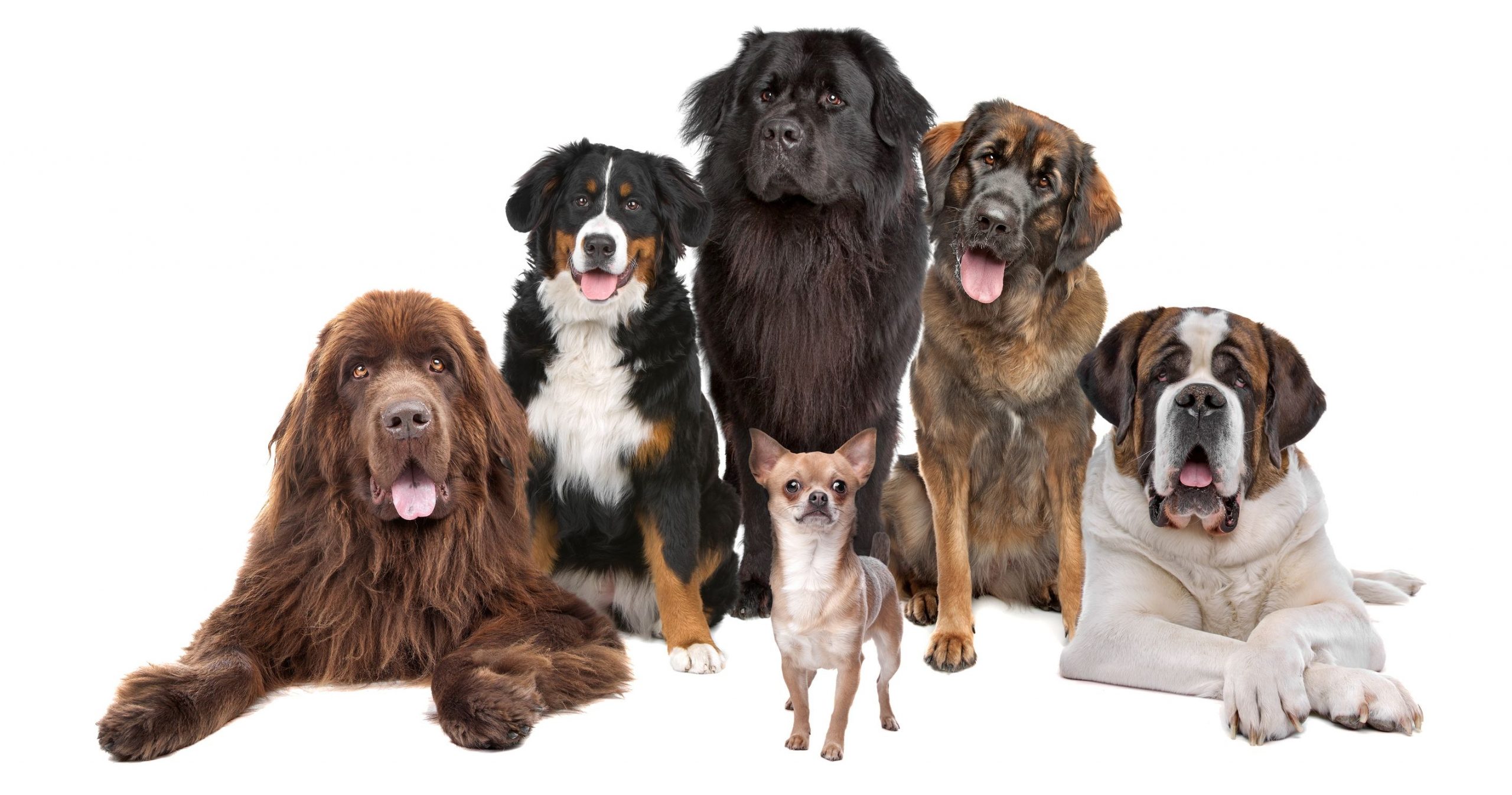 A Dog Grooming Service in Loveland Will Help You to Keep Your Dog Look Terrific