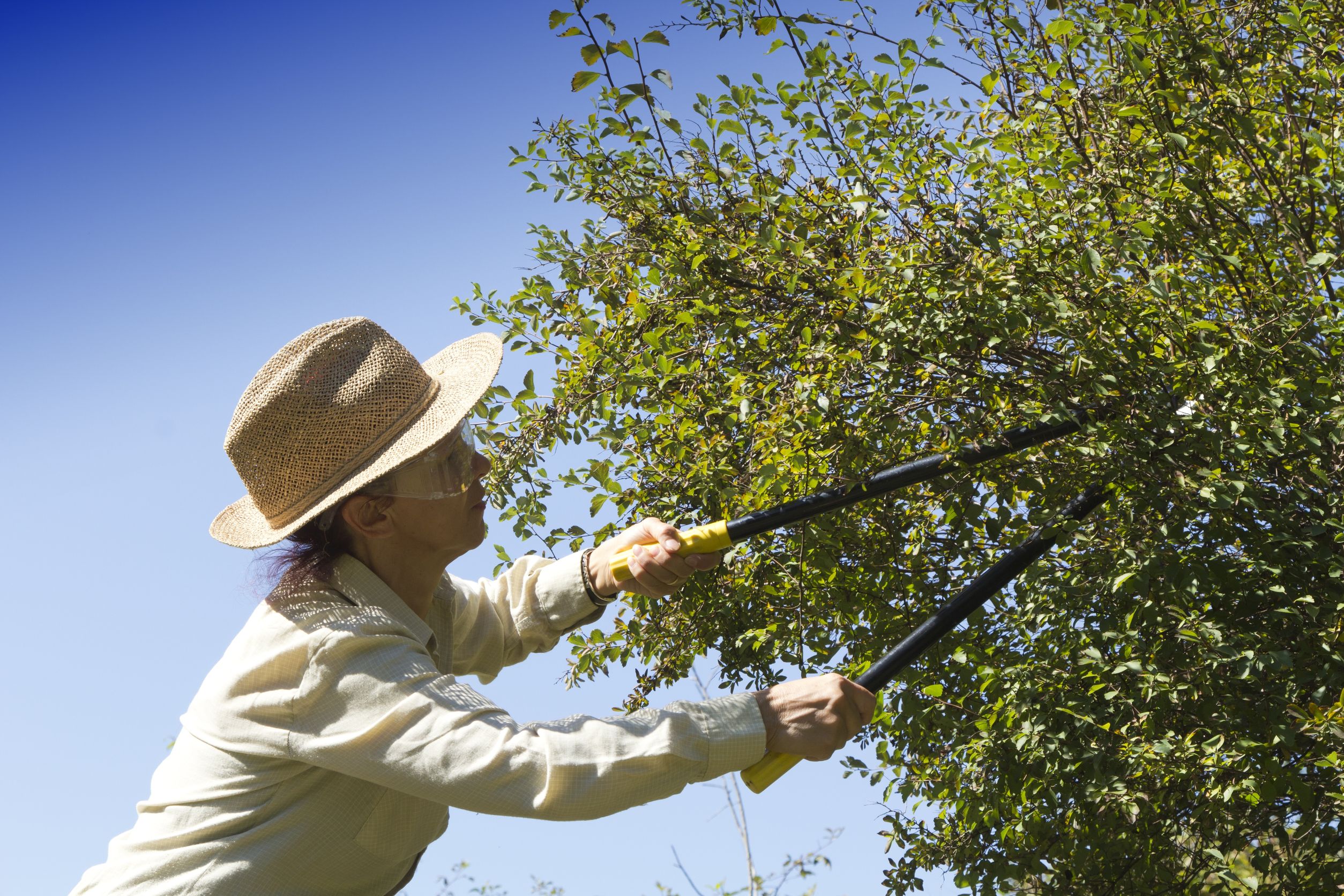 A Good Tree Trimming Service in Greenville, SC, Is Important for Numerous Reasons