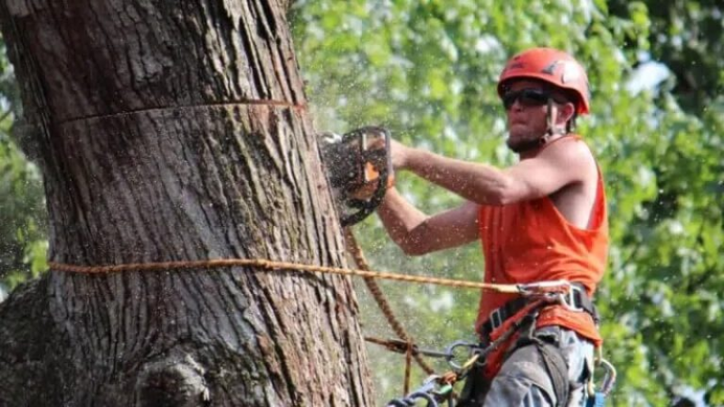 The Right Tree Company in Atlanta, GA, Can Accommodate All Types of Jobs