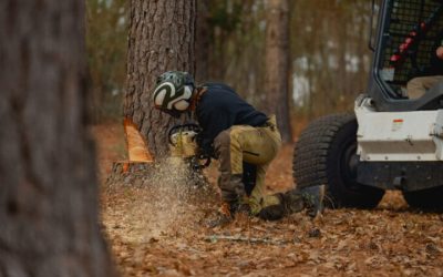 Quality Tree and Stump Removal in Griffin, GA