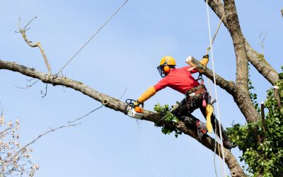 Understanding Tree Crane Service in Griffin, GA