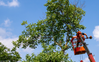 Choosing the Right Tree Company in Atlanta, GA