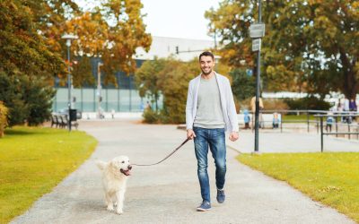 Dog Boarding In NYC: Personalized Care For Your Pet’s Happiness