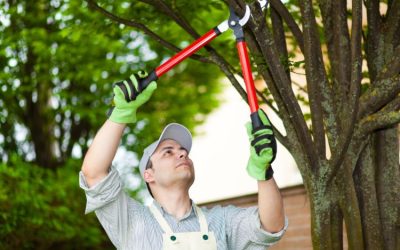 Unveiling the Critical Importance of Professional Tree Removal in Orange Park, FL, for a Hazard-Free Environment