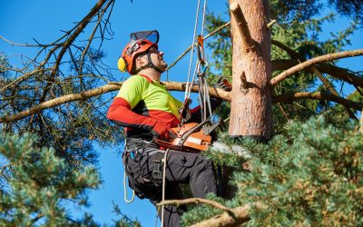 Professional Solutions from Top Stump Grinding Companies in Griffin, GA