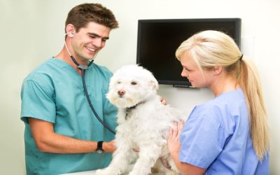 Caring for pets: Choosing the right animal clinic in Los Angeles